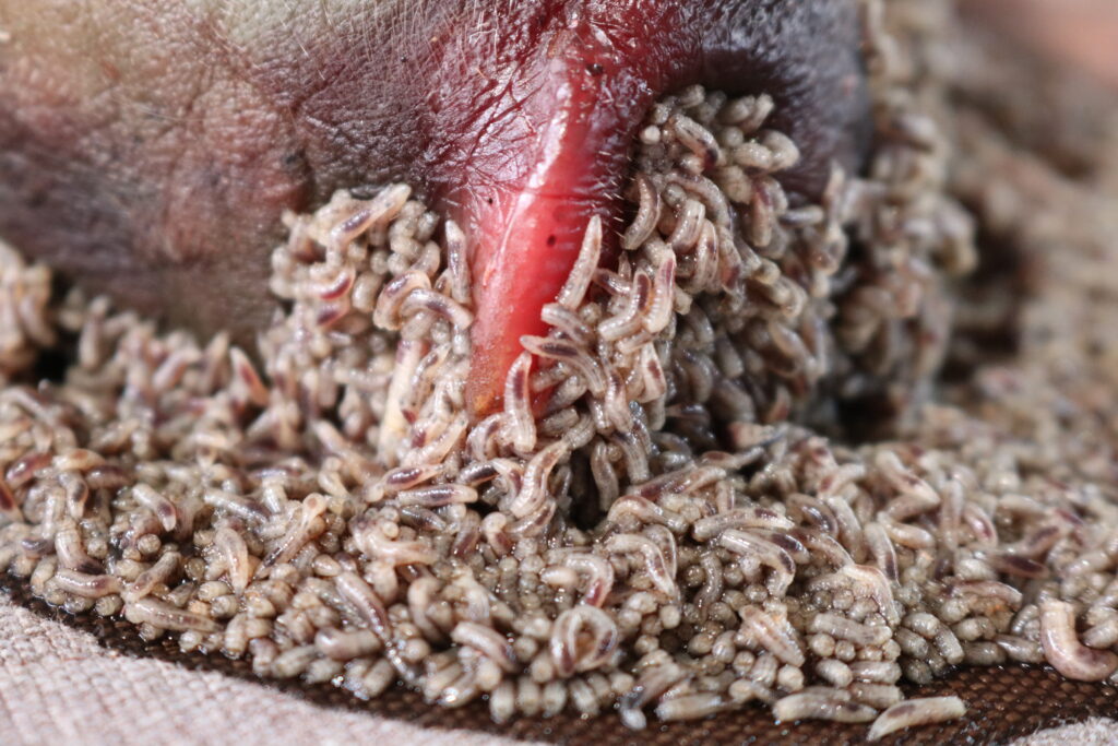 Masse de larves de mouches calliphoridae en cours de développement sur un corps. Forenseek - Police Scientifique - entomologie