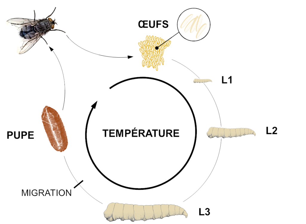 Cycle de développement des Diptères nécrophages. Forenseek - Police Scientifique - entomologie