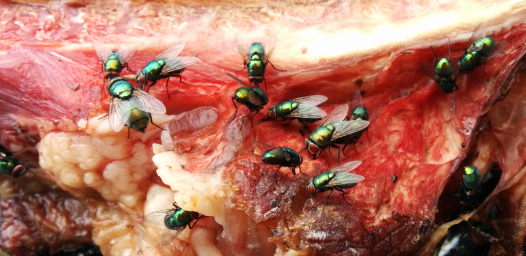 Mouches calliphoridae du genre Lucilia (mouches vertes) explorant un morceau de viande. Forenseek - police scientifique - entomologie