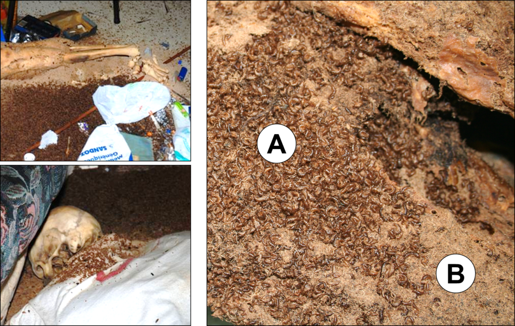 Squelettisation d’un corps par l’activité des coléoptères dermestidae et traces de leur passage (frass). A : mues laissées par les larves et B : déjections. Forenseek - Police Scientifique - entomologie