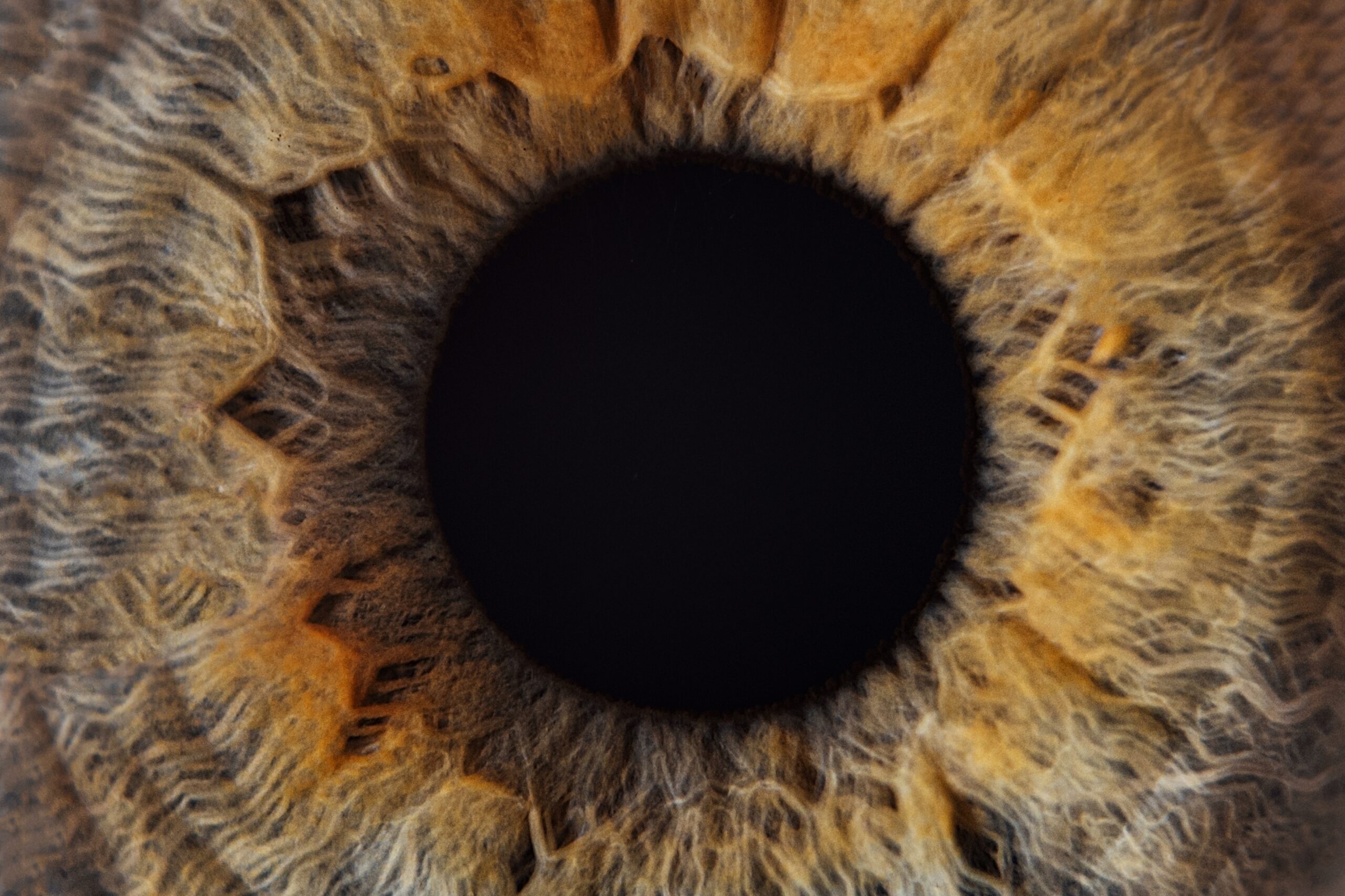Iris identification post-mortem avec utilisation en police scientifique - Forenseek